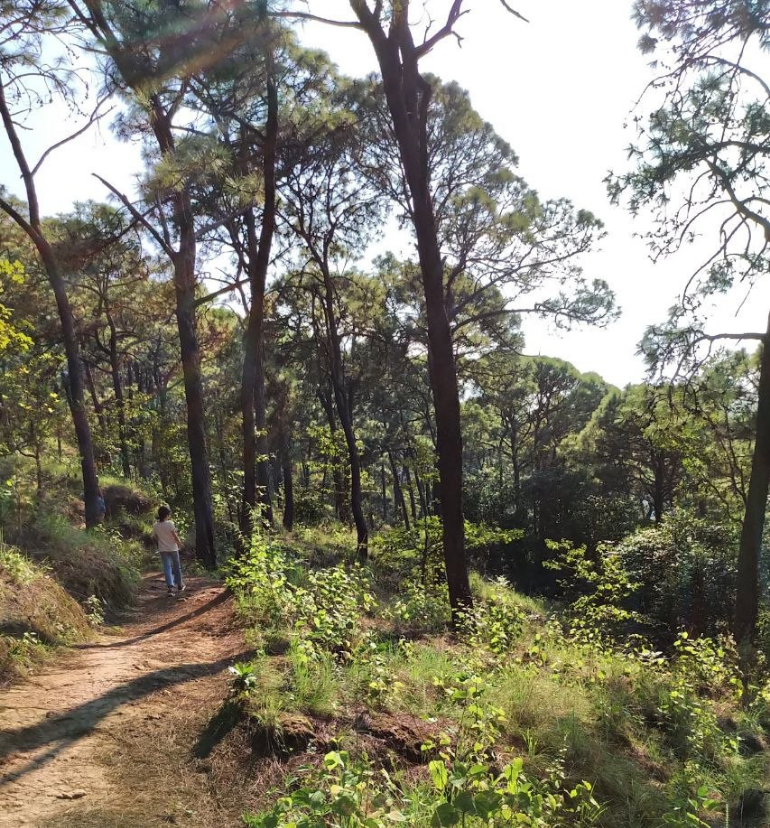 Monte Alto Valle de Bravo hiking trail in the lush forest