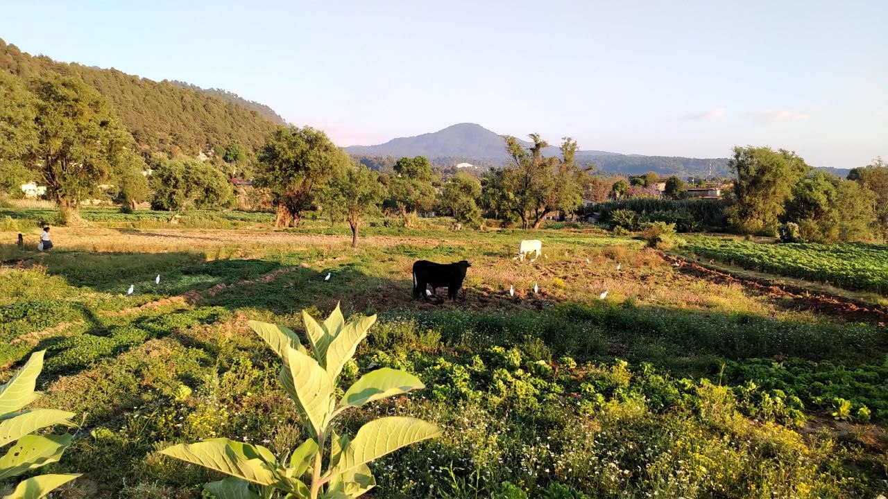Countryside of San Francisco Mihualtepec, Estado de México with livestock