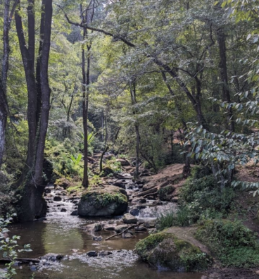 Hiking trail in the forest in San Simon el Alto Valle de Bravo