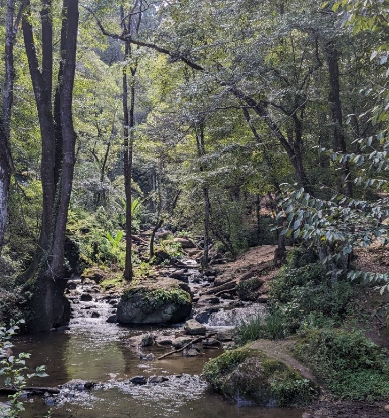 Hiking trail in the forest in San Simon el Alto Valle de Bravo
