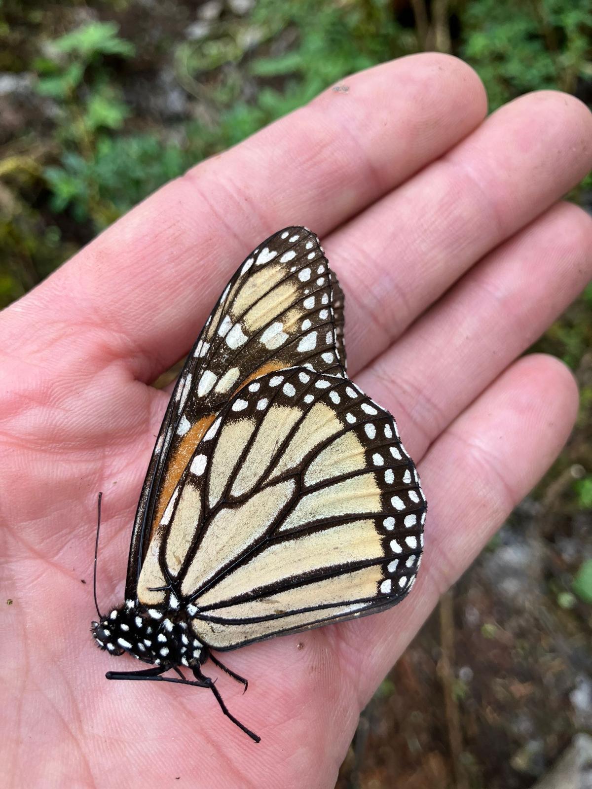 Monarch butterfly that has passed away due to the cold in Valle de Bravo