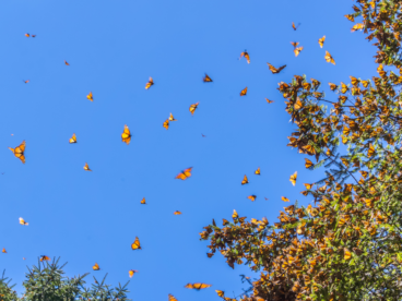 Monarch butterfly sanctuary in Valle de Bravo, Mexico with butterflies gathering together in the trees