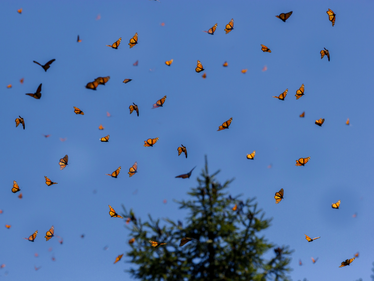 Monarch butterflies flying together in Valle de Bravo